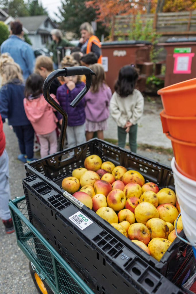 Apples from the Meridian playground's historic apple orchard, gathered by students from the Meridian School.