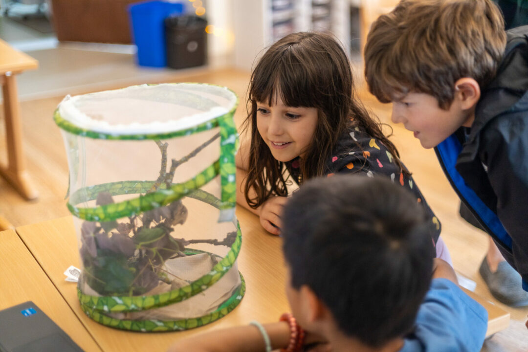 Students observe cocoon